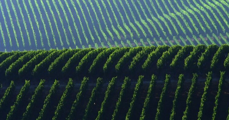 Patrick McGrath MW | CEO